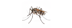 Dedetização de Mosquitos